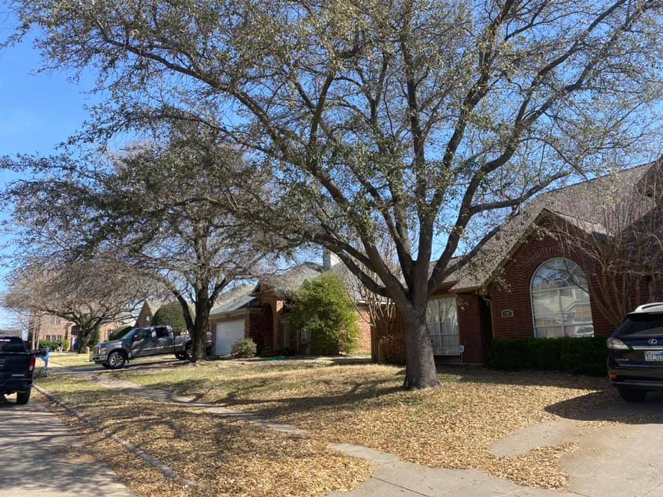 A brick house with a large tree in front of it.