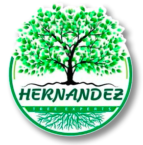 The logo for hernandez tree experts shows a tree with green leaves and roots.