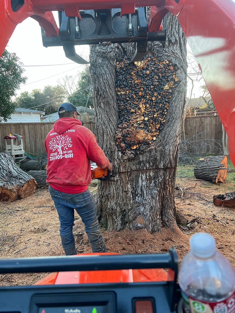 A man is cutting a tree with a chainsaw.