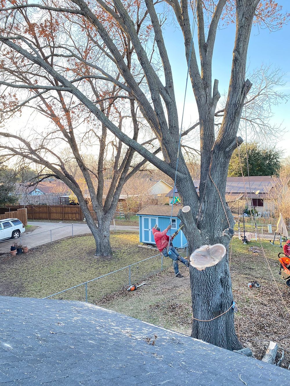 A man is cutting down a tree in a backyard.