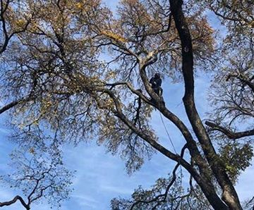 A man is climbing a tree with a chainsaw.