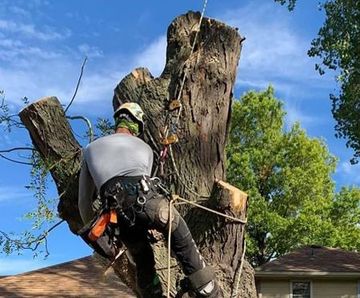 A man is climbing up a tree stump in front of a house.