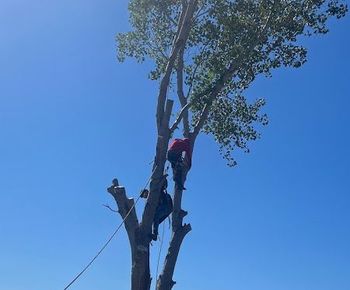 A man is climbing a tree with a chainsaw.