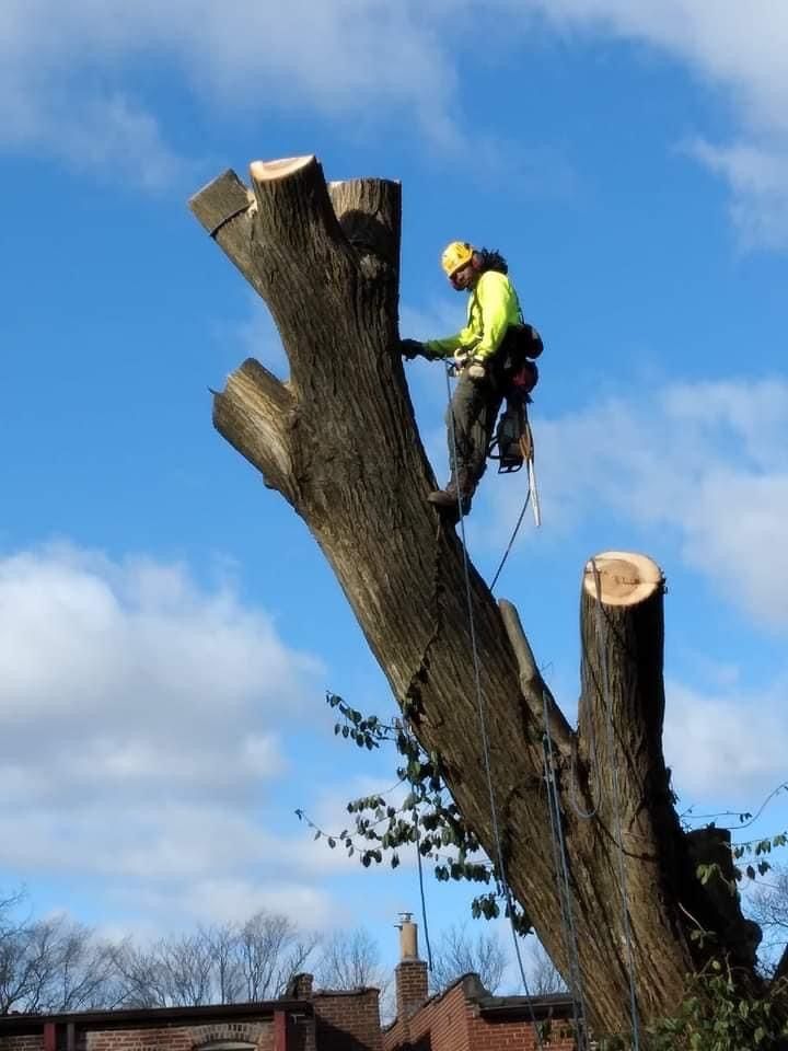 A man is cutting down a tree with a chainsaw.