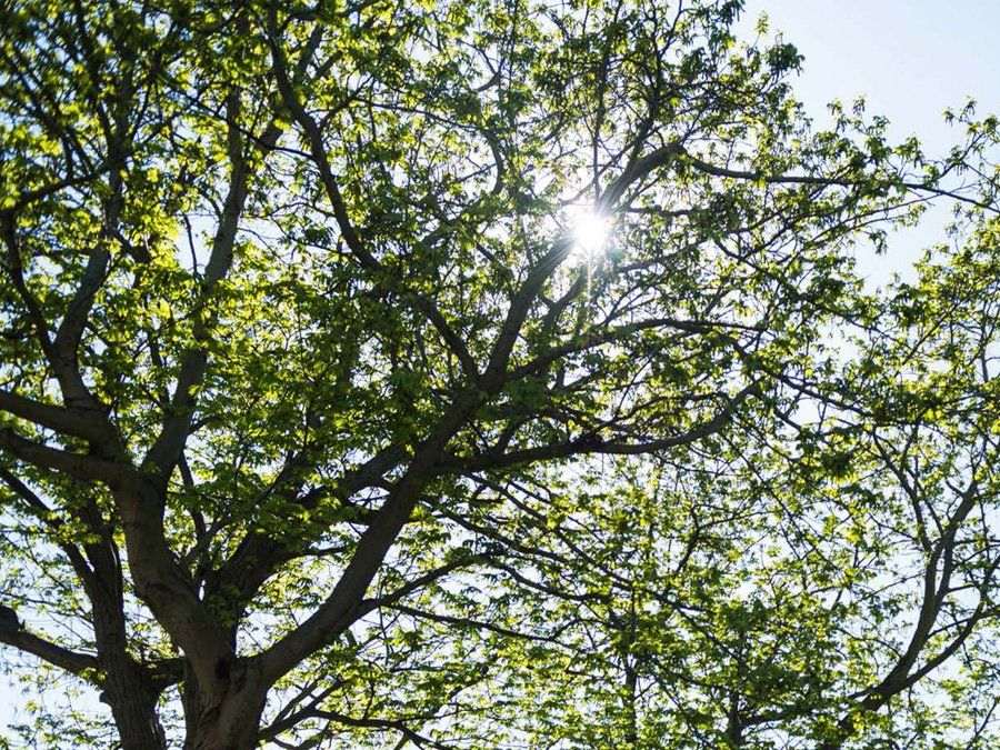 The sun is shining through the branches of a tree.