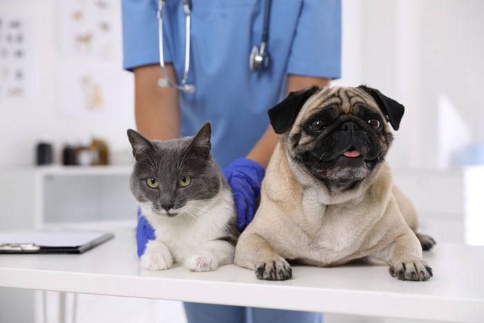 Pets In A Clinic — Bartlesville, OK — Madison Pet Clinic