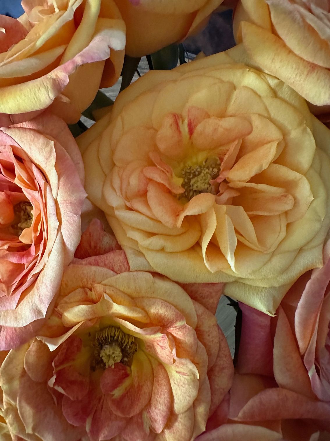 Close-up of peach and pink roses, tightly clustered with textured petals.
