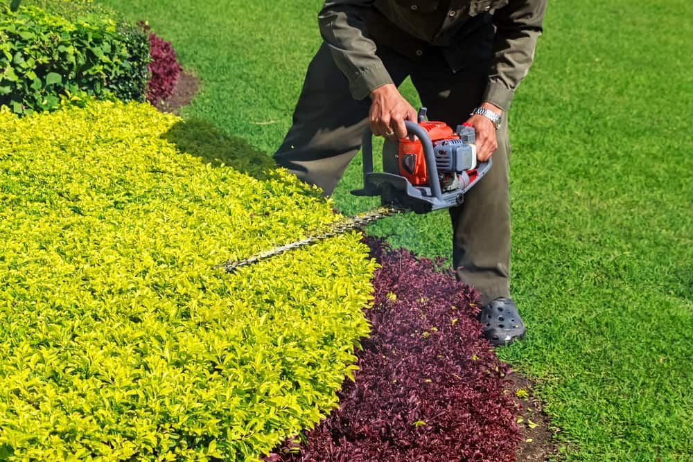 A Gardener Uses a Gas-powered Hedge Trimmer  — Tuggerah Outdoor Power in Tuggerah, NSW