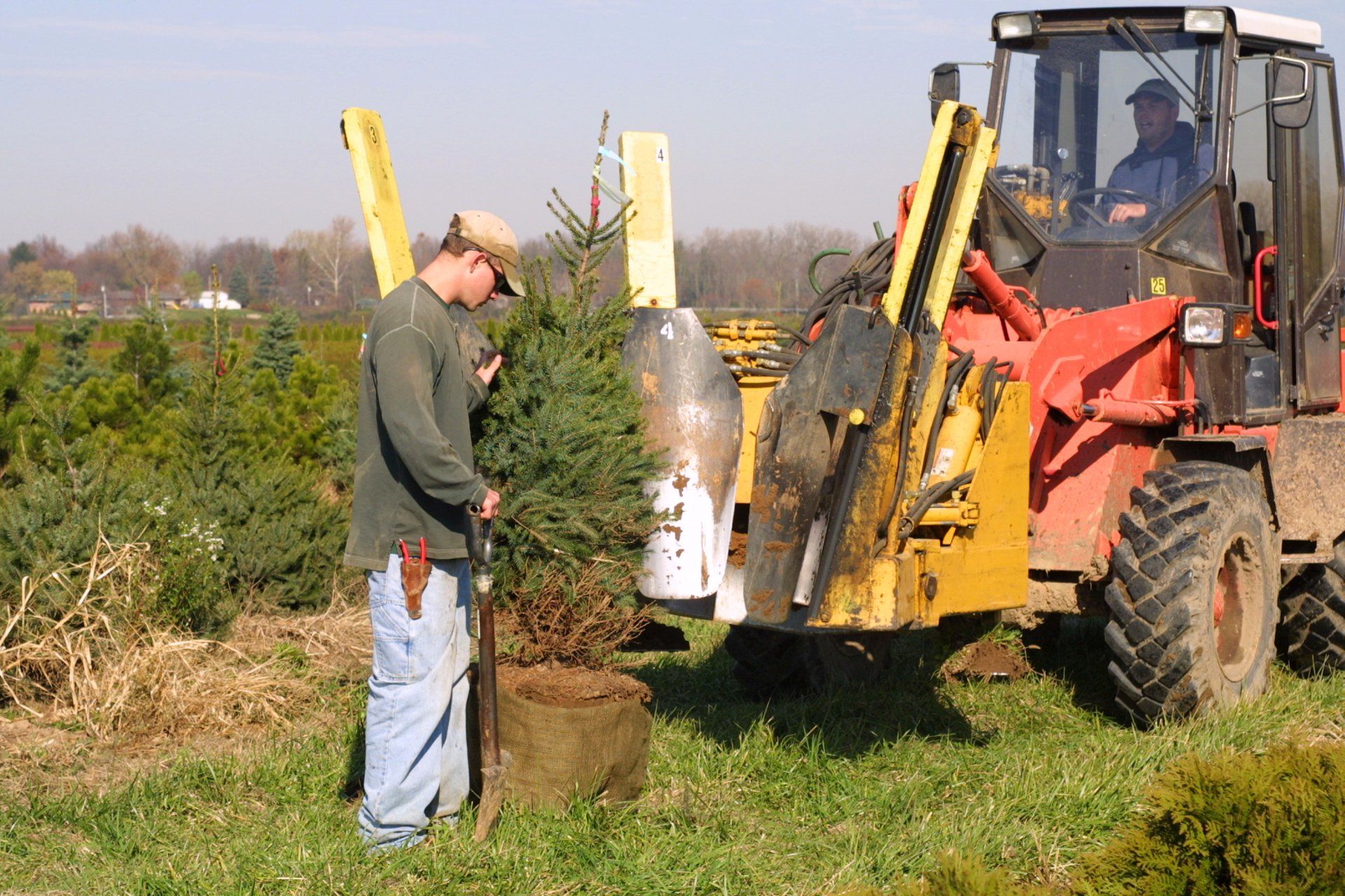 A man next to a tree in protective burlap.
