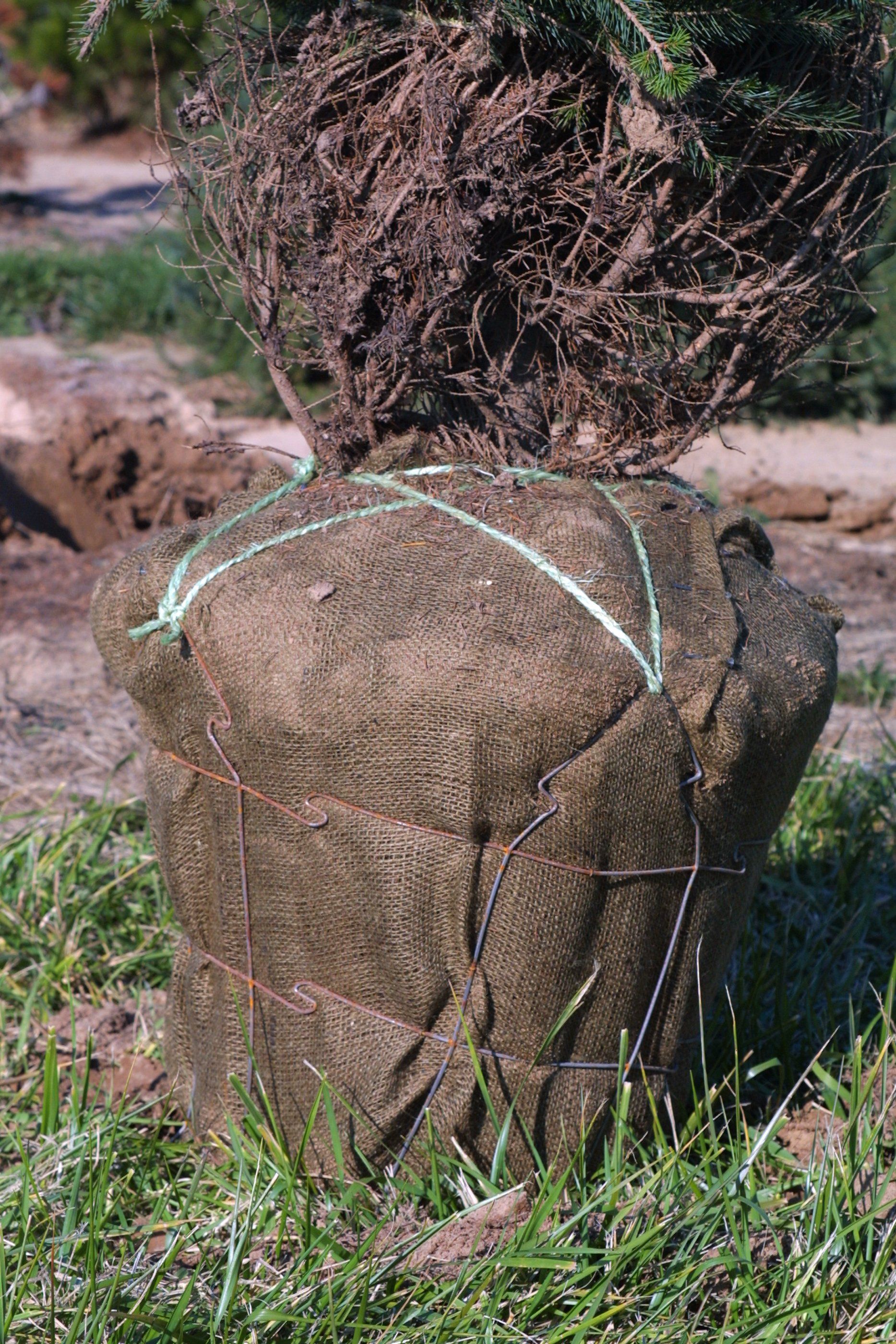 The bottom part of a plant covered by a protective tarp.