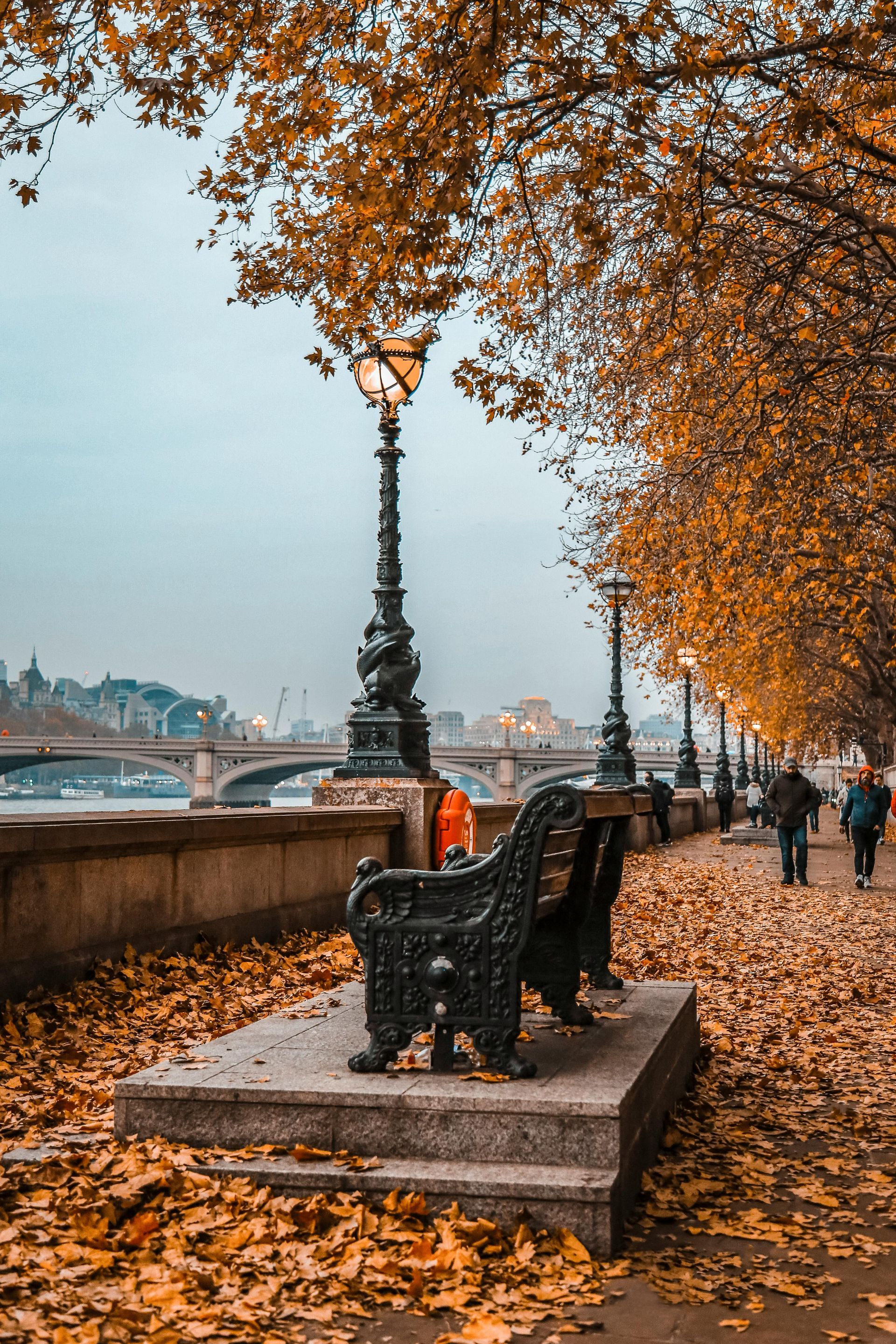 trees losing their leaves on the river thames