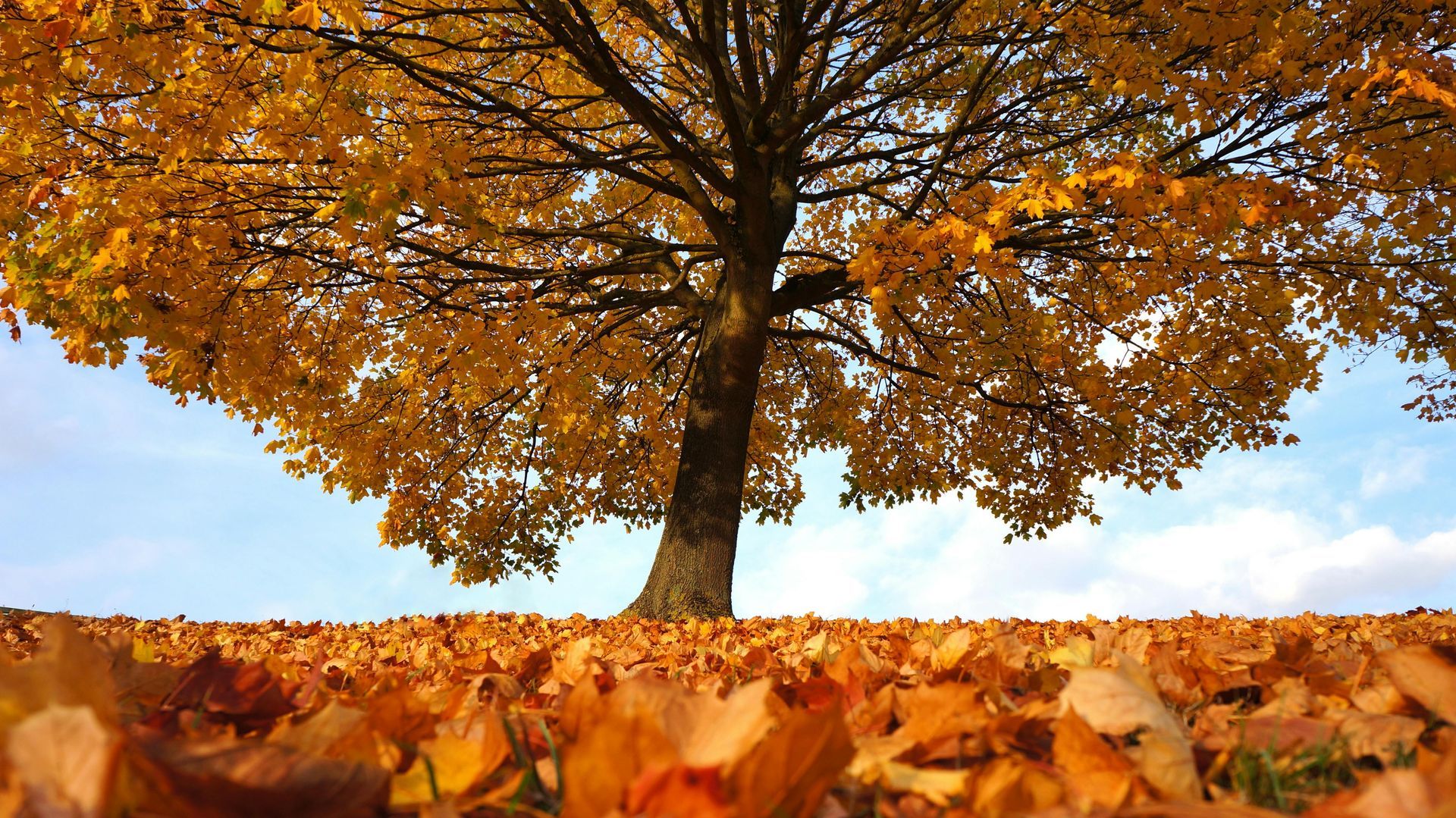 Autumn in London. A tree losing its leaves from the season change