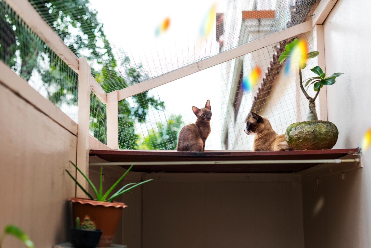 Two Cats Are Sitting on a Balcony Next to Potted Plants — Illawarra Gardening Landscapes in Canberra, NSW