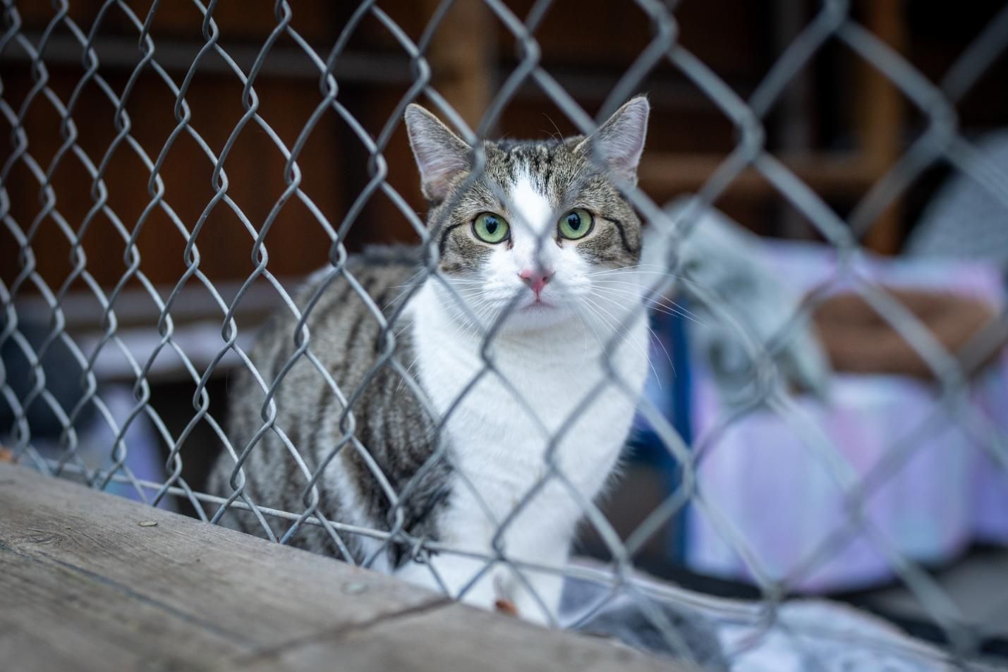 A Cat is Standing Behind a Chain Link Fence — Illawarra Gardening Landscapes in Canberra, NSW