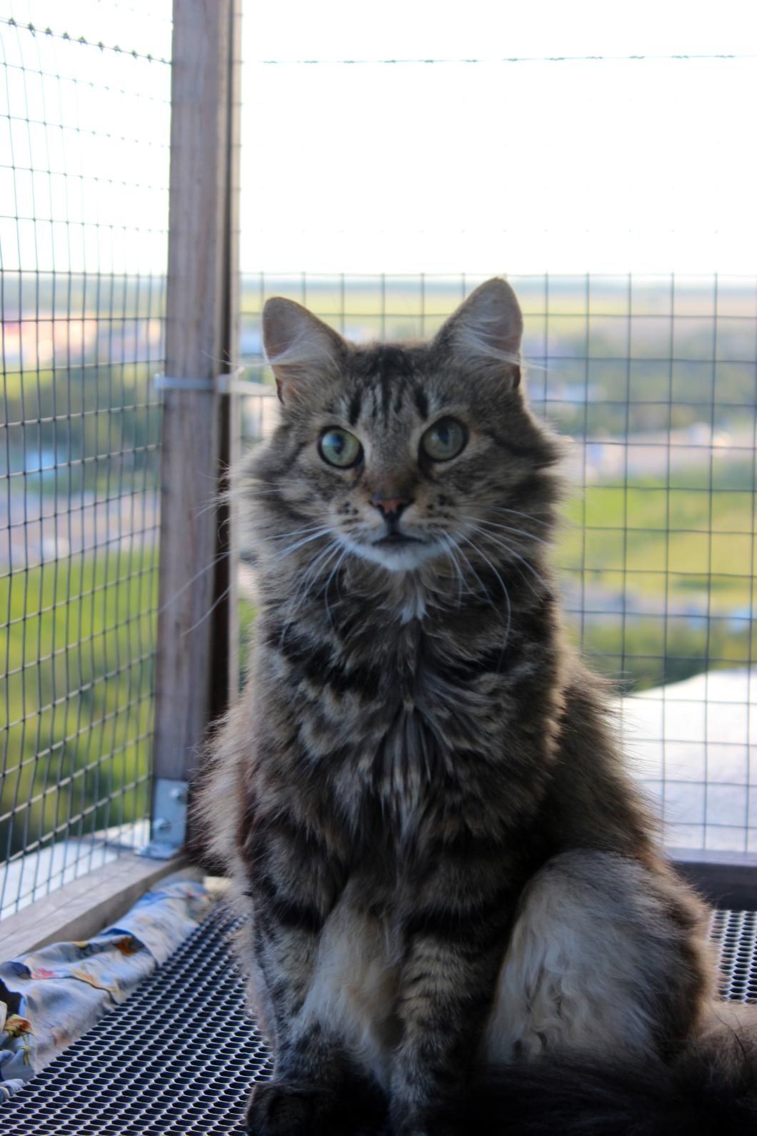 Fluffy Tabby Cat with Green Eyes — Illawarra Gardening Landscapes in Blackbutt, NSW