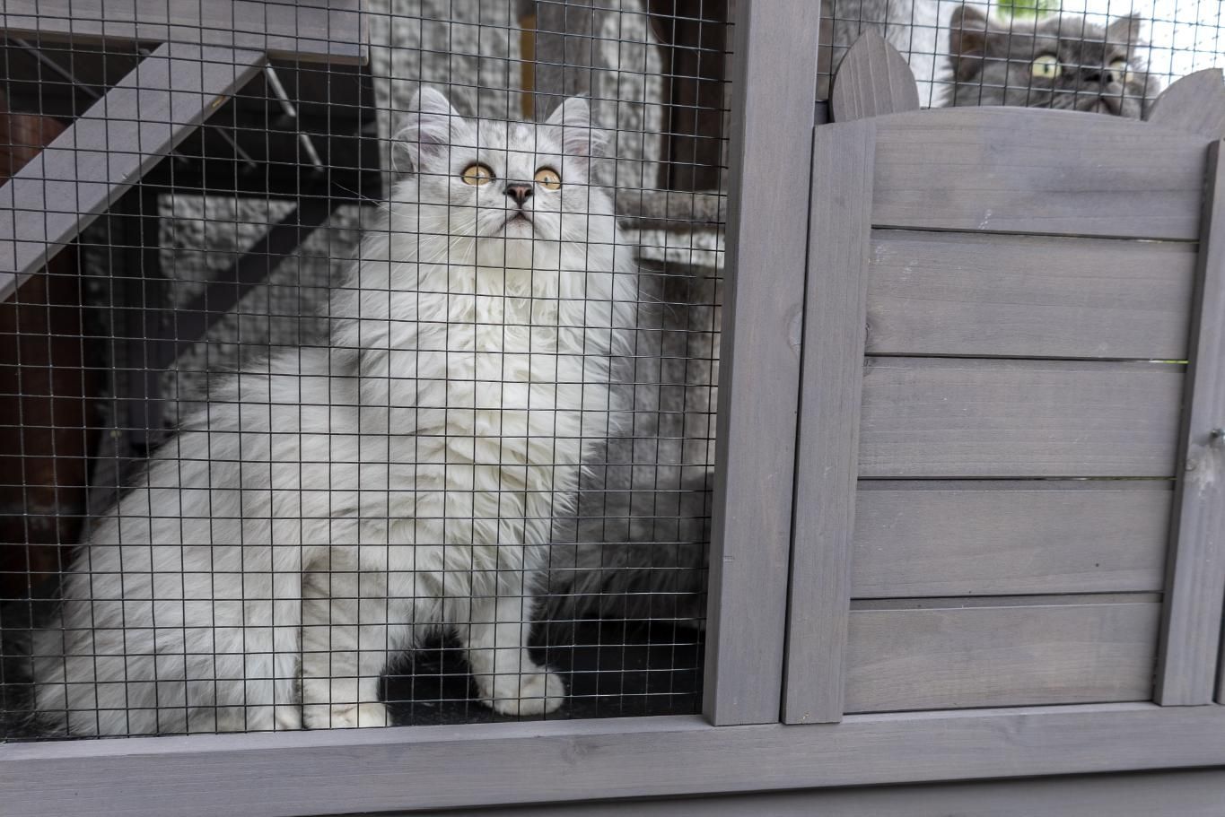 A White Cat is Sitting in a Cage Looking Out the Window — Illawarra Gardening Landscapes in Wollongong, NSW