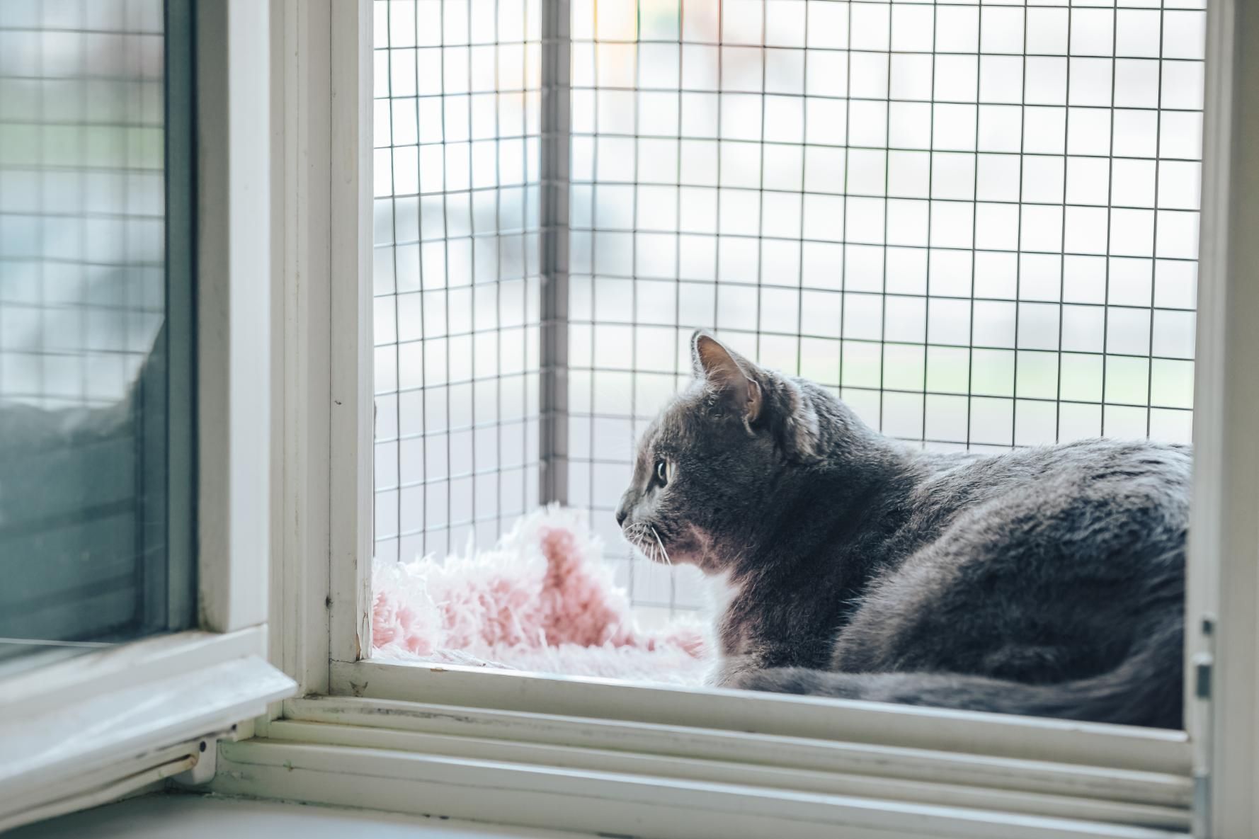 A Cat is Sitting in a Cage Looking Out of a Window — Illawarra Gardening Landscapes in Blackbutt, NSW