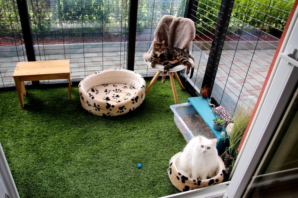 Two Cats Are Sitting on a Chair in a Room With a Cat Bed — Illawarra Gardening Landscapes in Blackbutt, NSW