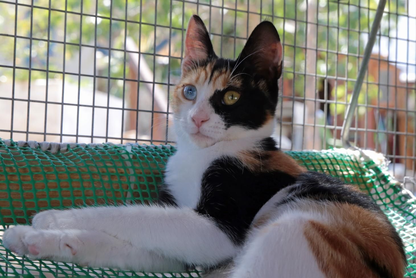 A Calico Cat With Blue Eyes is Laying on a Green Hammock — Illawarra Gardening Landscapes in Blackbutt, NSW
