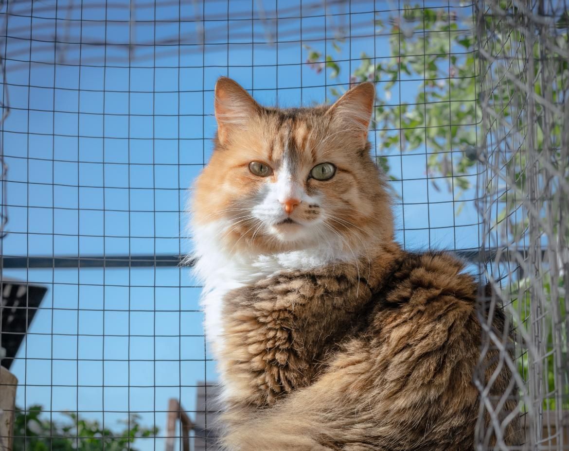 A Cat is Sitting in a Cage and Looking at the Camera — Illawarra Gardening Landscapes in Canberra, NSW