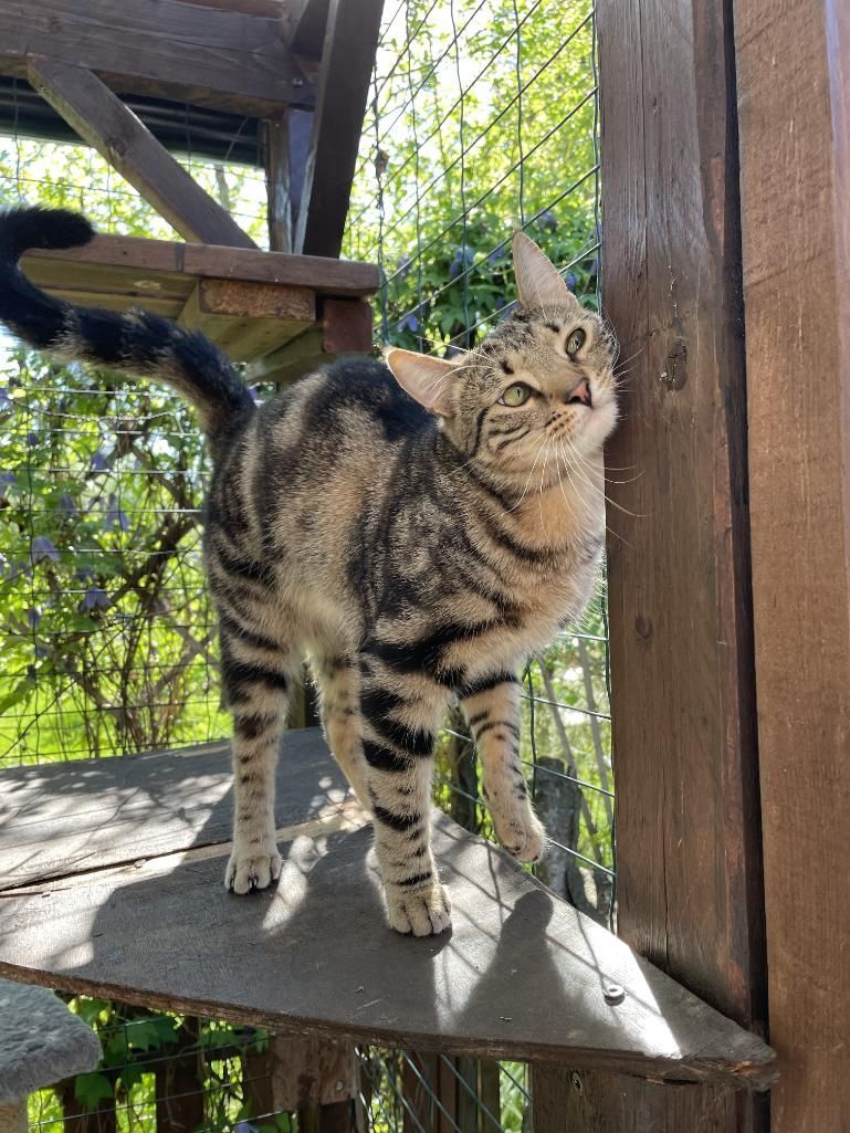 A Cat is Standing on Top of a Wooden Platform — Illawarra Gardening Landscapes in Canberra, NSW