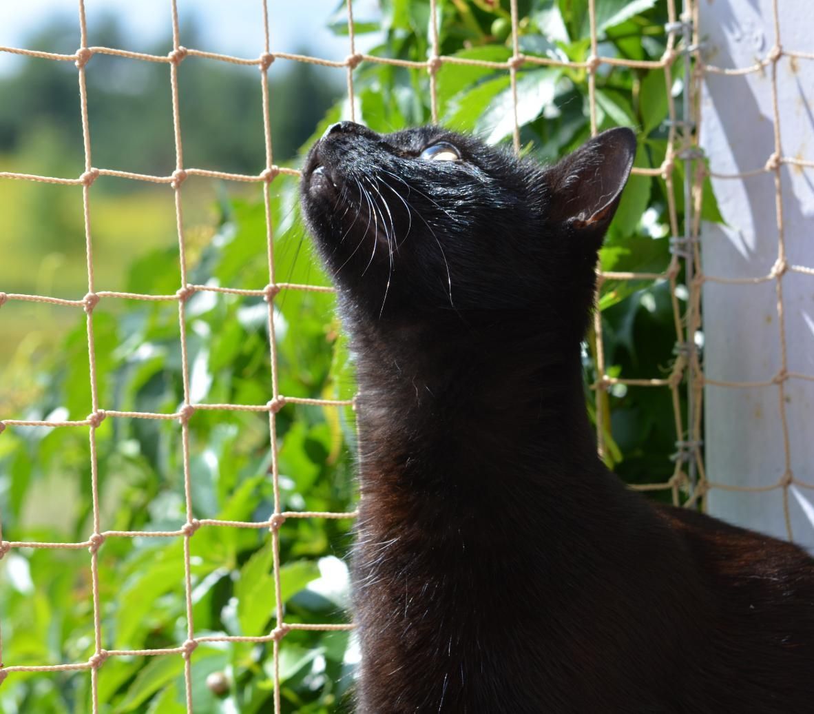 A Black Cat is Looking Up Through a Fence — Illawarra Gardening Landscapes in Blackbutt, NSW