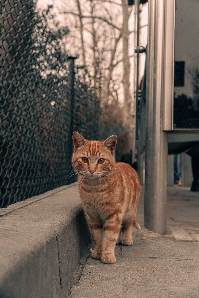 An Orange Cat is Standing on a Sidewalk Next to a Chain Link Fence — Illawarra Gardening Landscapes in Shellharbour, NSW