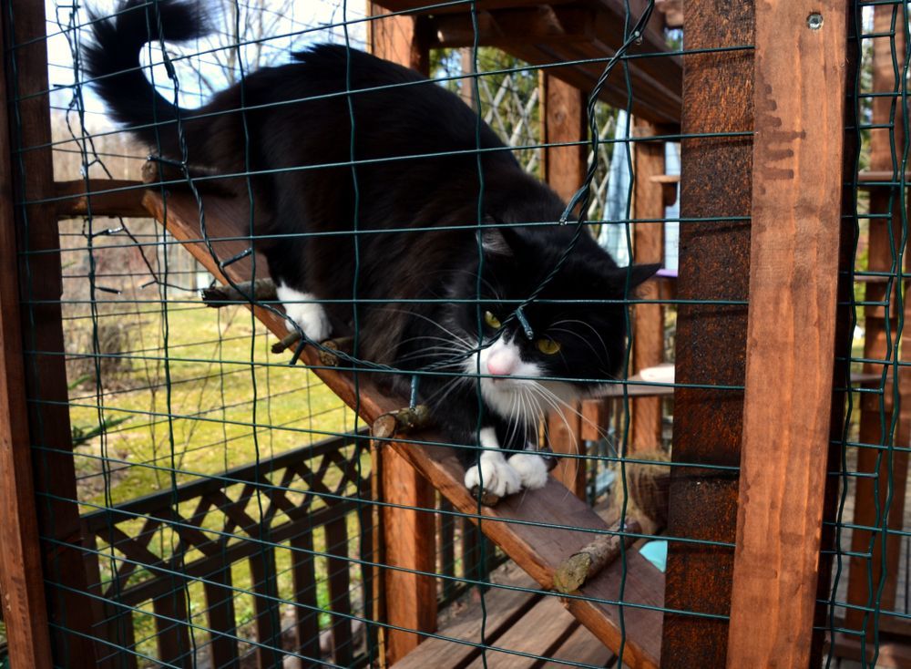 A Black and White Cat is Playing in a Cage — Illawarra Gardening Landscapes in Blackbutt, NSW