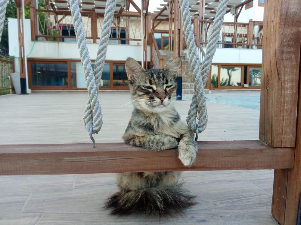A Cat is Sitting on a Wooden Fence Looking at the Camera — Illawarra Gardening Landscapes in Wollongong, NSW