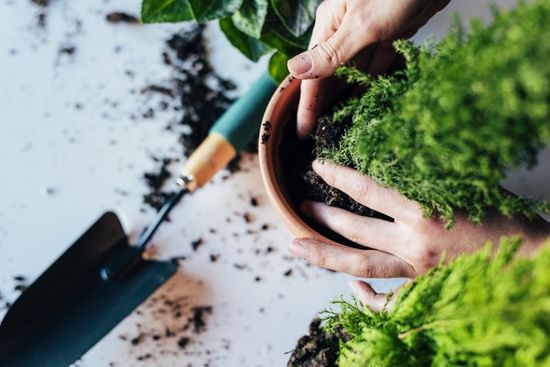 potting a plant