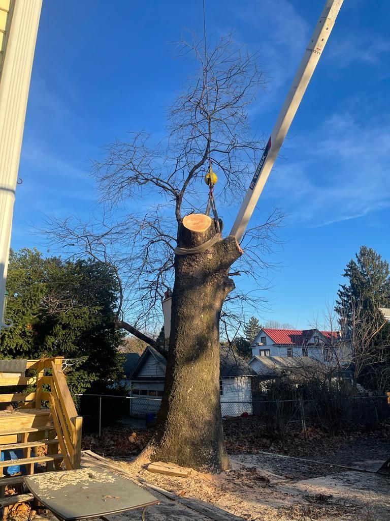 Tree Trimming & Pruning — Havertown, PA — Jones Tree Services