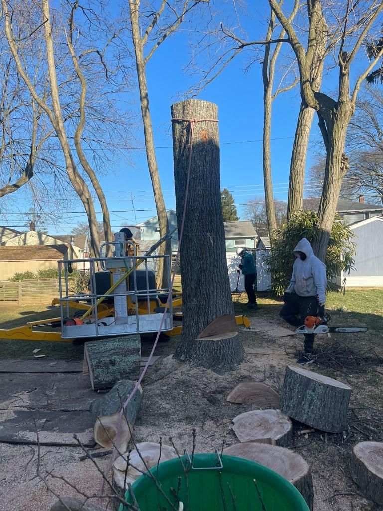 View Our Gallery | Havertown, PA | Jones Tree Services