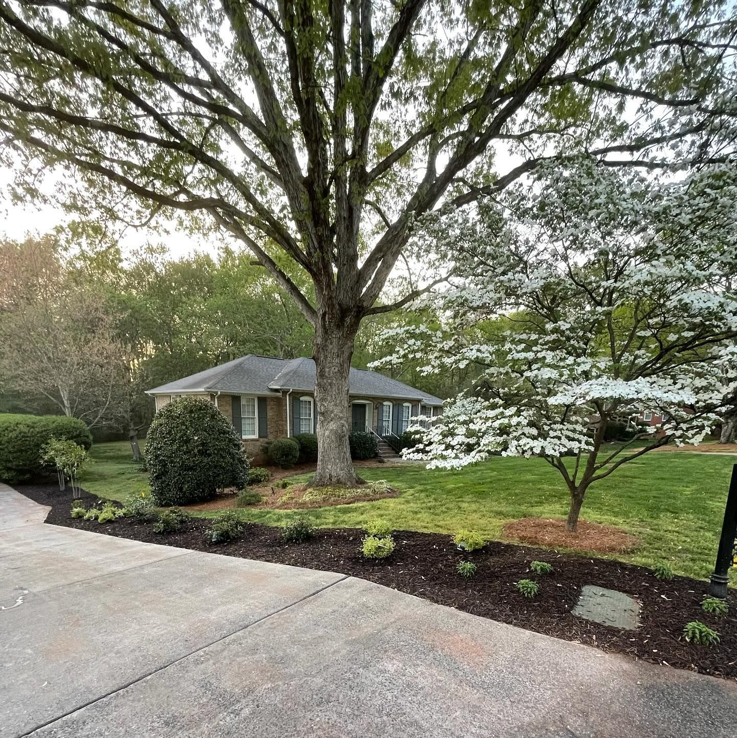 A single-story house with a tree in front. White dogwood and other green plants in a green lawn.