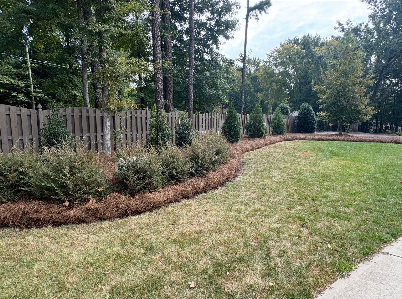 A newly landscaped residential area with pine straw, shrubs, and trees in front of a wooded area.