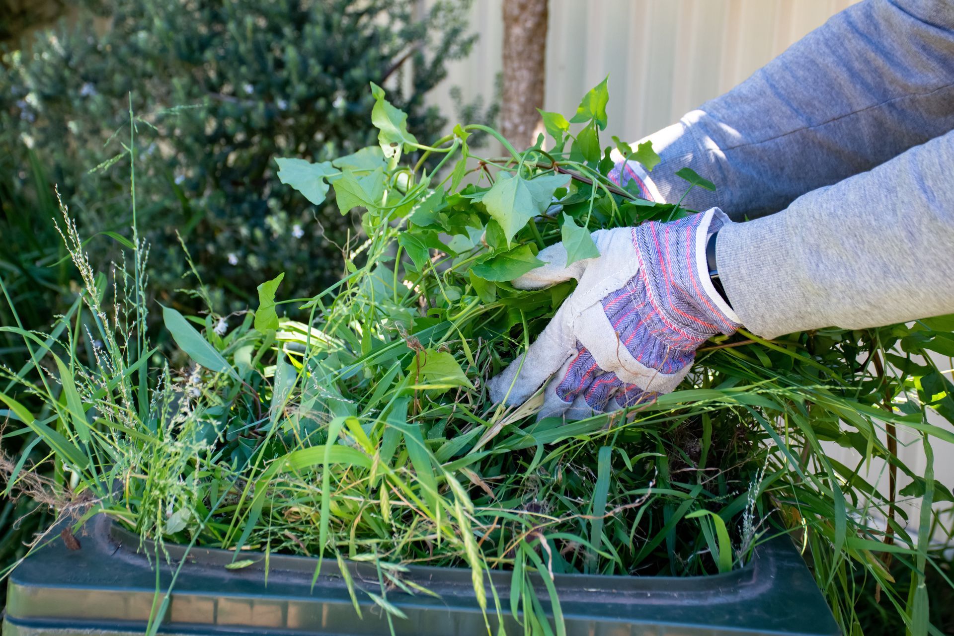 Hands in gardening gloves pulling weeds from a container outdoors.