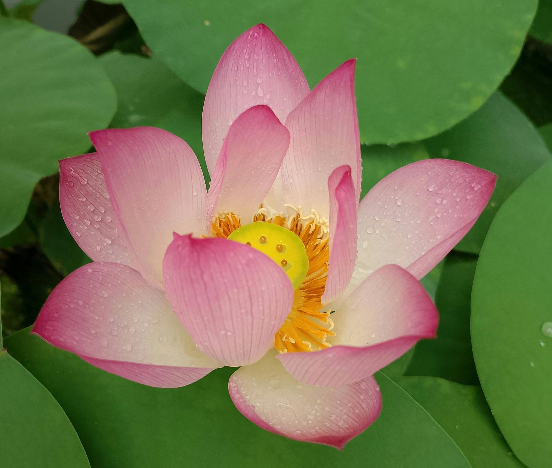 Yin yoga Houten