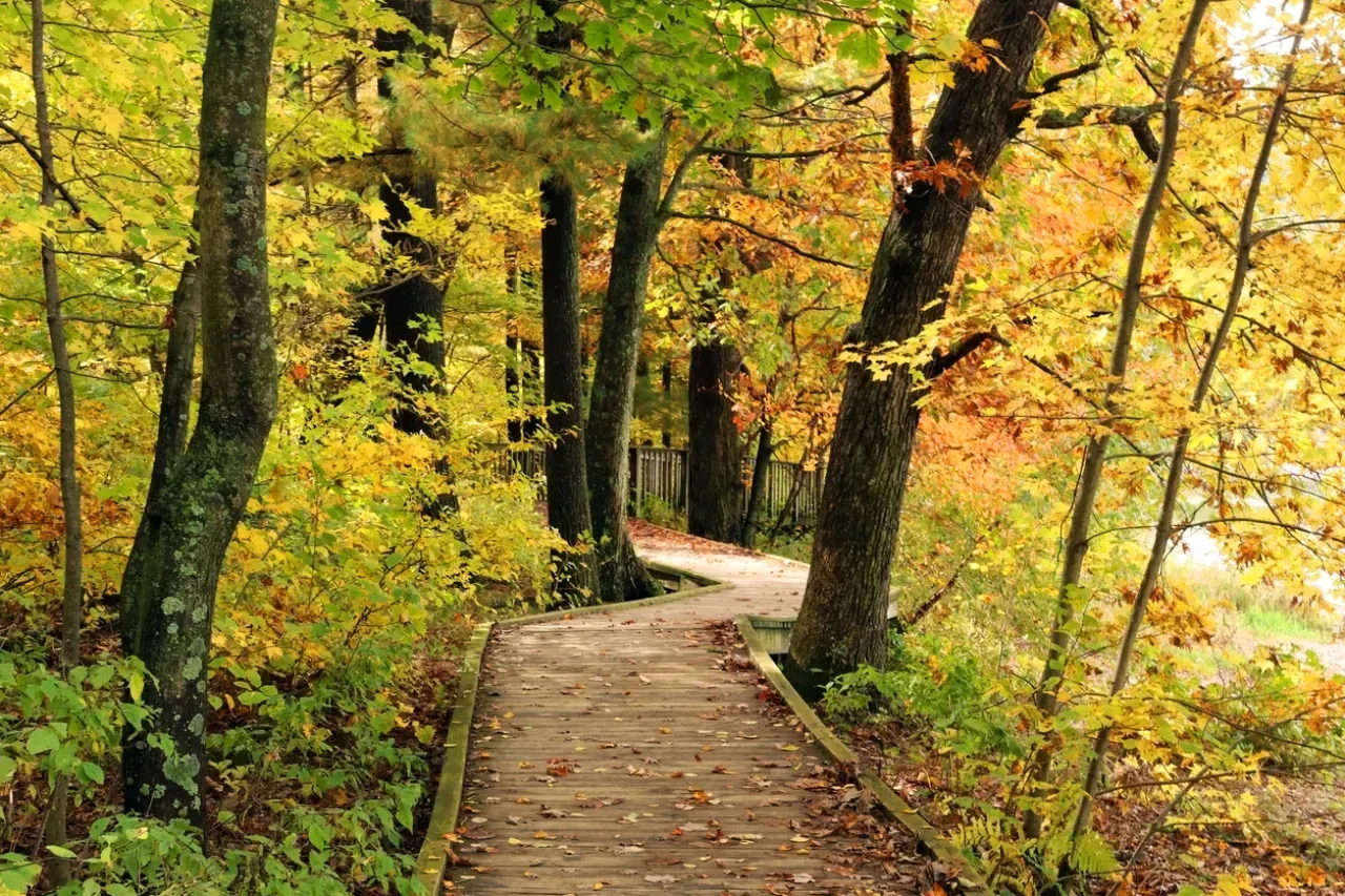 A wooden walkway in the middle of a forest