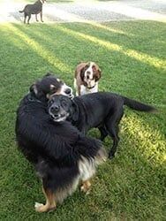 Three dogs playing