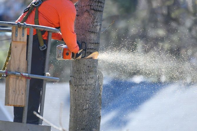 An image of Tree Service Company in Monterey Park CA