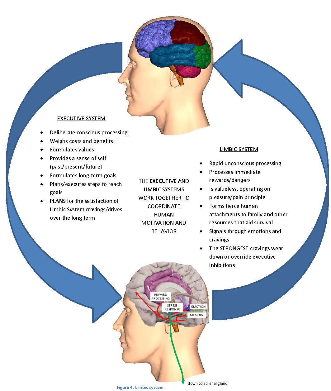 prefrontal cortex and limbic systems in addiction