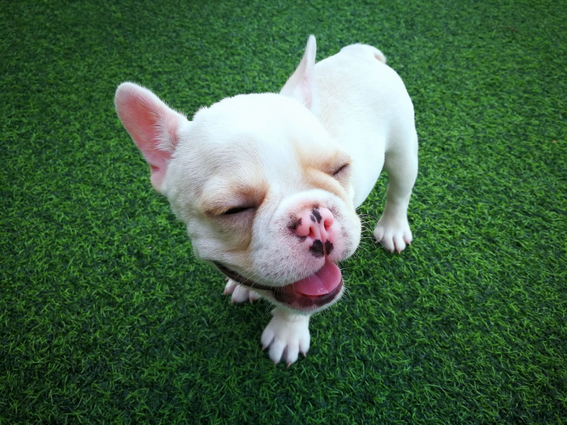 A happy white French Bulldog with closed eyes and a pink spotted nose, standing on green artificial grass.
