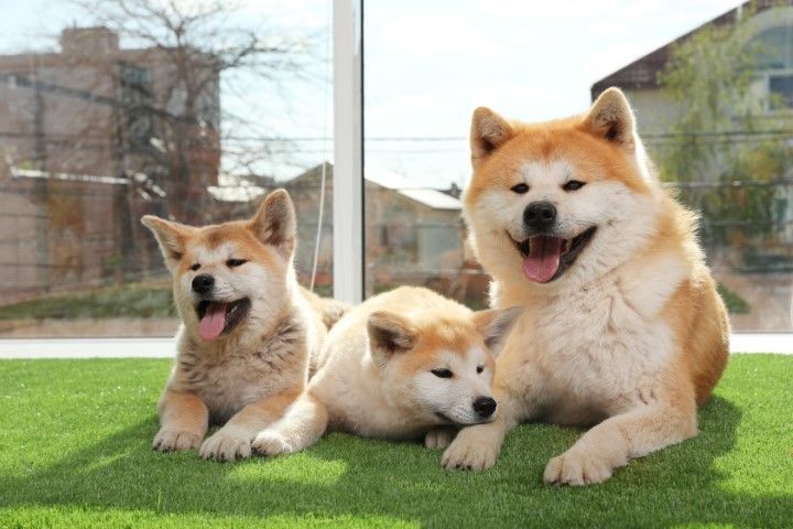 Three Akita dogs with orange and white fur rest on green grass in front of a glass wall.