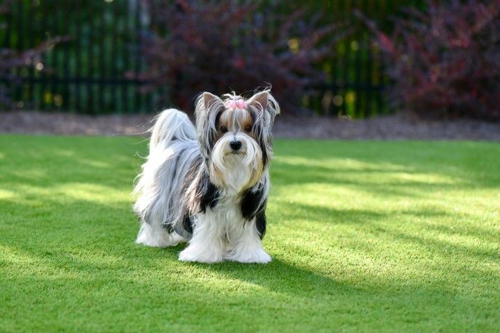 A small Biewer Terrier with a pink hair bow standing on a manicured green lawn in front of a dark fence.