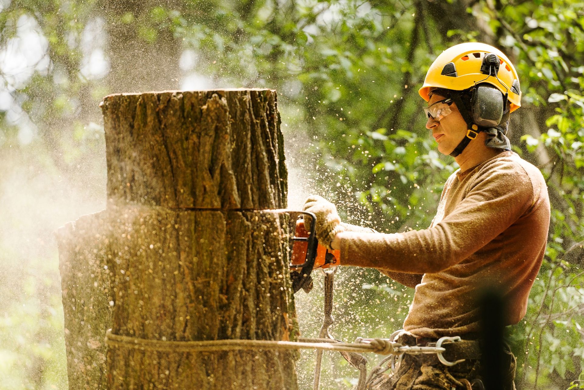 Tree Removal Using Chainsaw