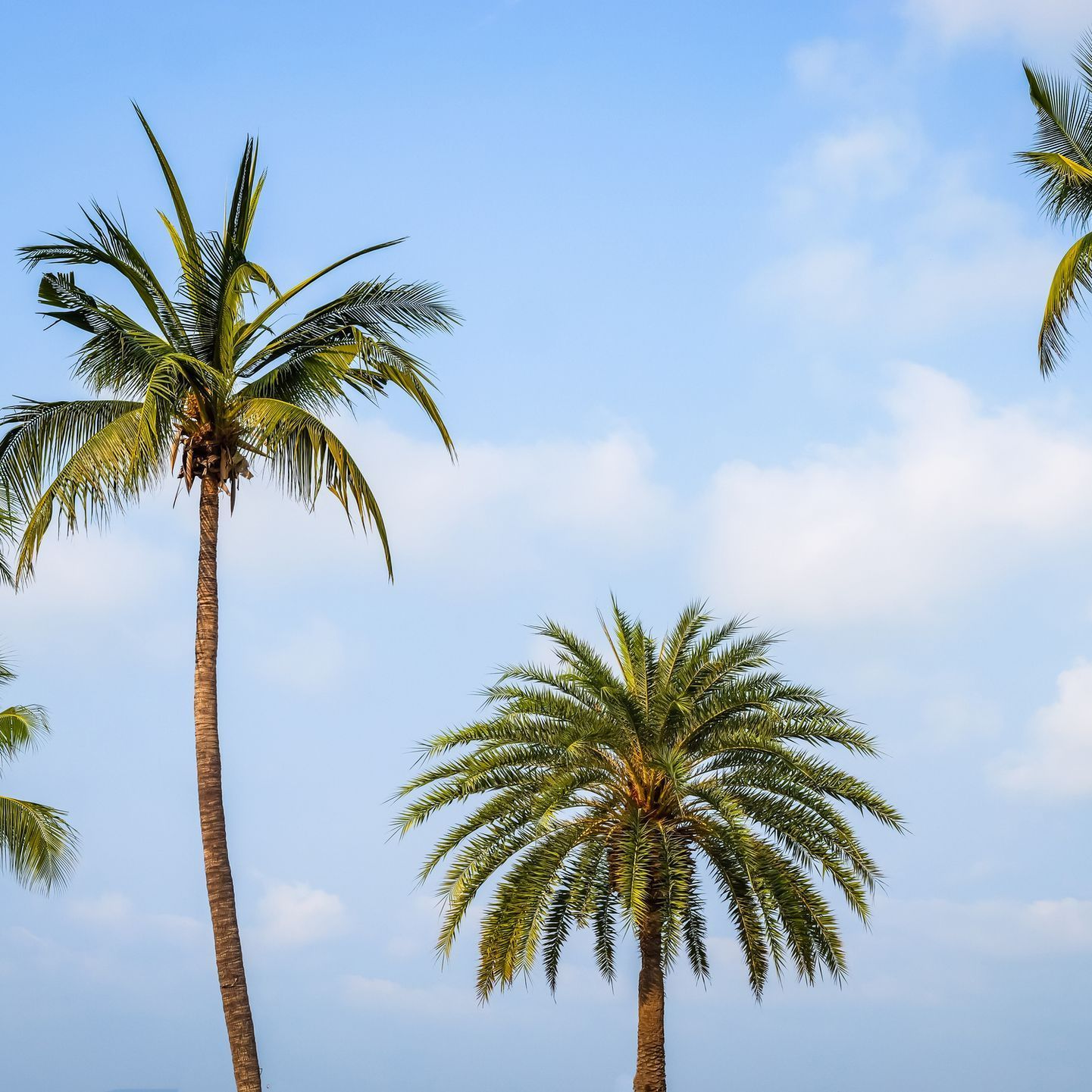 Palm Trees — Tampa, FL — Chase’s Lawn Service