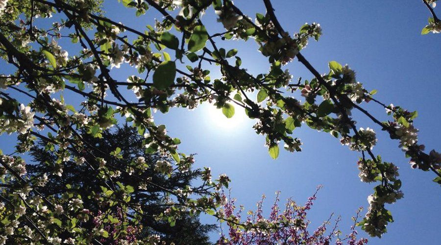 rami degli alberi filtrano il sole