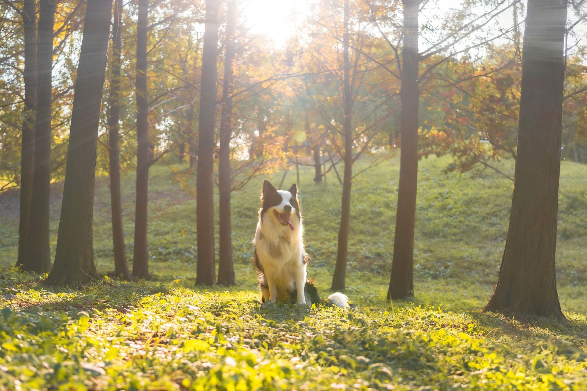 Border Collie sits in a sunlit forest clearing. Brown and white dog in grassy area, autumn trees.