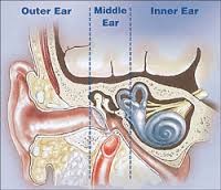 OUTER EAR , INNER EAR, MIDDLE EAR