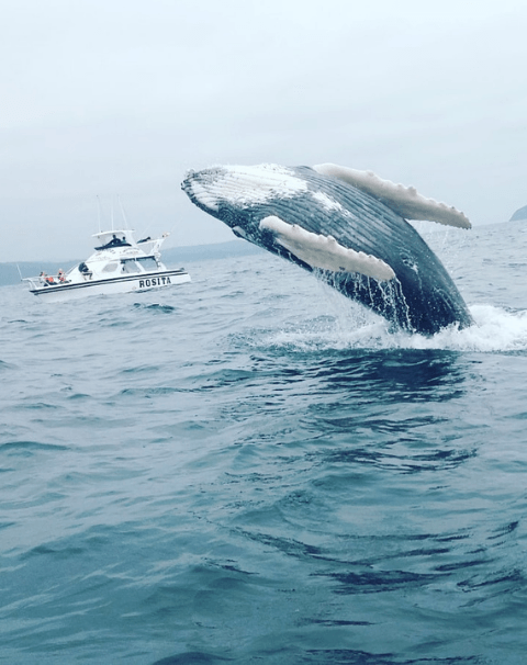 Whale watching in Ecuador 