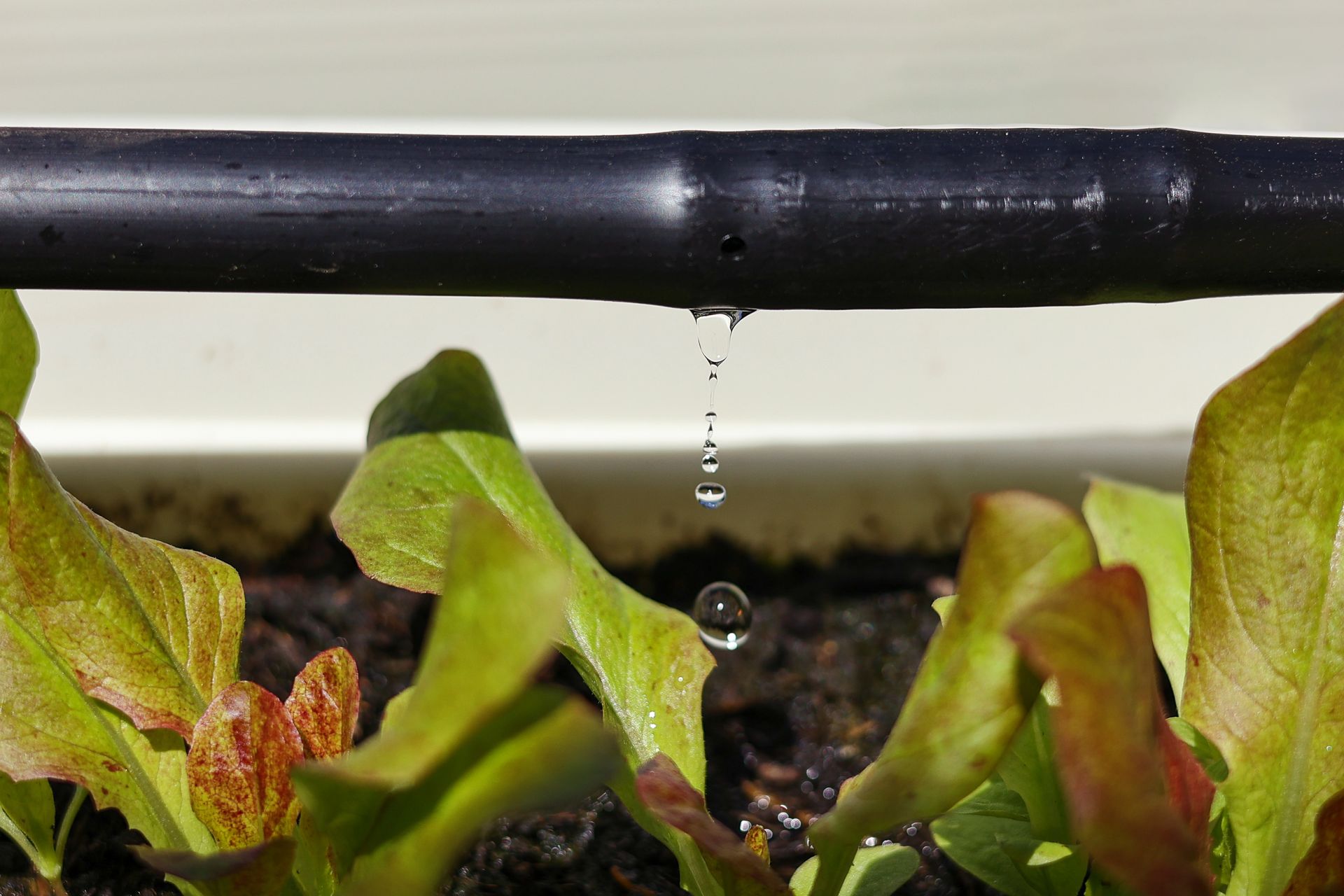 An organic salad garden benefits from a water-saving drip irrigation system, with water droplets gently nourishing vibrant lettuce and vegetables.